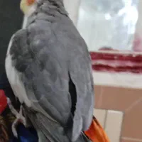 عروس هلندی|حیوانات|مینودشت, |دیوار