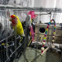 جفت طوطی کوتوله رنگ خاص مولد کار داده باقفس و لونه