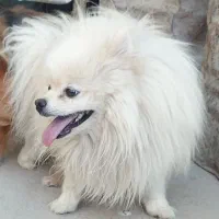 توله پامر عروسکی|سگ|جیرفت, |دیوار