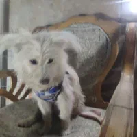 پیداشده