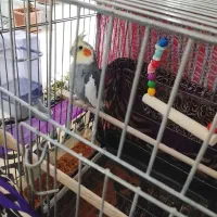 واگذاری جفت عروس هلندی نر و ماده مولد رایگان