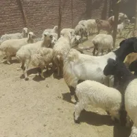 بره گوسفند بز موجود هست|حیوانات مزرعه|خاش, |دیوار