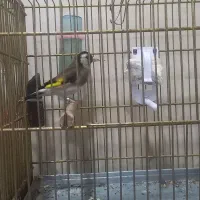 سهره نر جوجه سال تازه داره صاف میکنه|پرنده|فسا, |دیوار