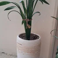 گل اپارتمانی