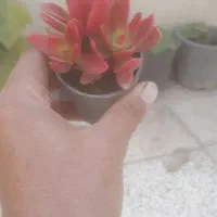 ساکولنت کلی جزئی