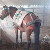 مادیان ۵سال همچی تمام