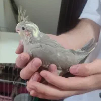 عروس هلندی سخنگو|پرنده|قزوین, |دیوار