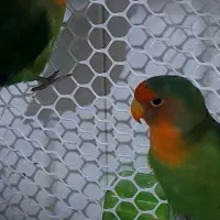 یک جفت کوتوله برزیلی معاوضه با عروس هلندی یا فروش|پرنده|قرچک, زیبا شهر|دیوار