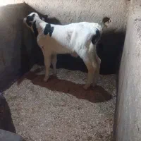 سلام تعدادی گوساله شیرخوار نر