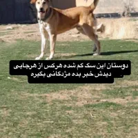 سگ پژدر نر گمشده