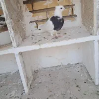 کفتر