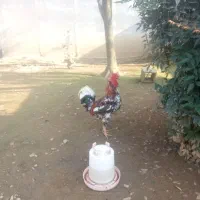 جوجه مرغ خروس گلین|حیوانات مزرعه|رشت, استادسرا|دیوار