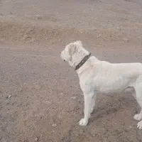 گمشده هرکس نشونی ازش بده مژدگانی دریافت میکنع|سگ|مشکان, |دیوار