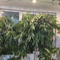 پاندالوس، آمستل کینگ و...|گل و گیاه طبیعی|مشکیندشت, |دیوار