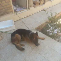 سگ‌فروشی