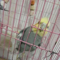 عروس هلندی|پرنده|زنجان, |دیوار