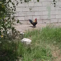 خروس عربی سالم