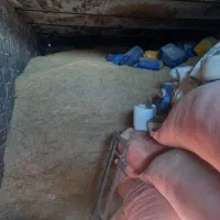 کاه گندم دیم فروشی|عمده‌فروشی|مشهد, مهدی آباد|دیوار