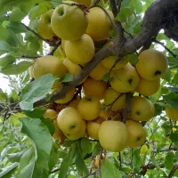 هرس درختان|خدمات باغبانی و درختکاری|ارومیه, |دیوار