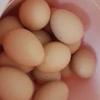 تخم مرغ محلی