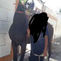 مادیون عرب کورسی یکسر وارداتی.|اسب و تجهیزات اسب‌سواری|شادگان, |دیوار