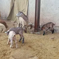 دو عدد بز و چهار عدد بزغاله|حیوانات مزرعه|نورآباد, |دیوار