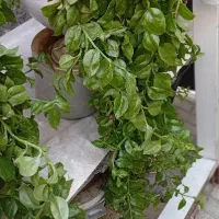 گل یخ|گل و گیاه طبیعی|تربتحیدریه, کوه سنگی|دیوار