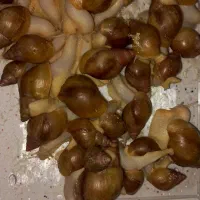 حلزون دونه ای پنجاه هر تعداد خواستین