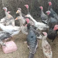 فروش ۱۳ عدد بوقلمون نر وماده