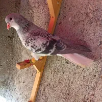 کبوترعطیقه|پرنده|مشهد, هفده شهریور|دیوار