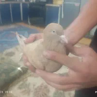 کفتر زرد دم سفید خوشگل