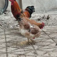 مرغ و خروس محلی رسمی جوان۶ماهه شهرری|حیوانات مزرعه|ری, دیلمان|دیوار