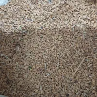 گندم ساردو