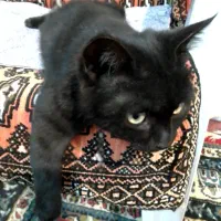 حیوان خانگی گربه