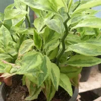 فروش گلهای آپارتمانی|گل و گیاه طبیعی|شلمان, |دیوار