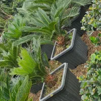 فروش انواع گل سیکاس یوکا یاس هلندی زیتون گلدان|عمدهفروشی|تهران, دهونک|دیوار