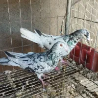 کفتر