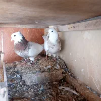 کفتر طوقی پاک|پرنده|مینودشت, |دیوار