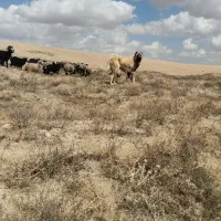 سگ سرابی