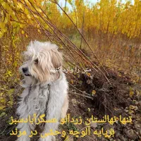 نهالستان تندروزردآلوعسگرآبادبرپایه آلوچه وحشی و...