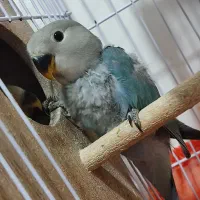 جوجه برزیلی