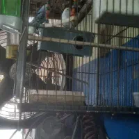 پرنده مرغ عشق|پرنده|کرج, اسلام‌آباد|دیوار