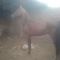 اسب|اسب و تجهیزات اسبسواری|چترود, |دیوار