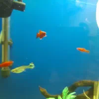 اکواریم|ماهی|دهدشت, |دیوار