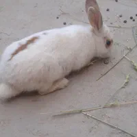 خرگوش