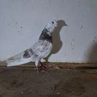 کبوترگرفته شده بصورت یکجا فروش|پرنده|سنگر, |دیوار