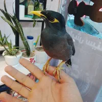 مینا نر افغانی کام سیاه فول دستی صحبتی معاوضه