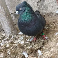 کبوتر|پرنده|کیاشهر, |دیوار