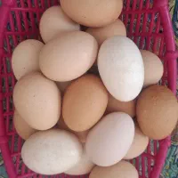 تخم مرغ محلی