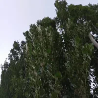فروش درخت صنوبر|گل و گیاه طبیعی|الیگودرز, |دیوار